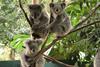Koala_park_sanctuary,_Sydney,_Australia_(43539305)