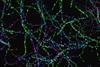 NFDI4BIOIMAGE_Calendar_July_2025