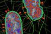 Bacteriophage_T4_Infection
