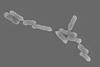 Acidithiobacillus_ferrooxidans