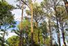 Pinus_taeda_Bastrop1