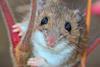 Rhus_typhina-Peromyscus_leucopus-female