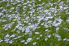 Flower_of_linseed_oil_crop_-_geograph.org.uk_-_4961122