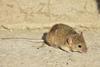Mus_musculus_2254