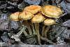 A cluster of brown mushrooms in forest soil