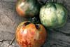 Tomatoes with blotching patterns