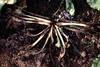 Sugarbeet_root_rot_advanced