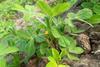 Peanut_plants