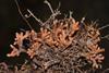 Low-Res_Swartzia polyphylla DCardoso4712 (3)