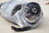 Grey_seal_animal_halichoerus_grypus