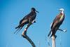 Magnificent_Frigatebirds._He_and_she_(7126106881)