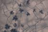 800px-Cladosporium_sp_conidia