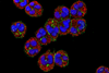 Low-Res_neutrophils