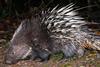 Hystrix_brachyura,_Malayan_porcupine_-_Khao_Yai_National_Park