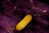Listeria_Bacterium_-_53895764485