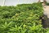 Polytunnel of hemp plants