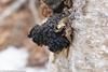 Inonotus_obliquus_(Nova_Scotia,_Canada)