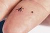 28383-adult-nymph-i-scapularis.webp