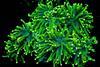 Stylophora_pistillata-1