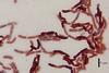 Bacillus_megaterium_DSM-90_cells