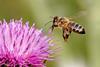 Honeybee_landing_on_milkthistle02