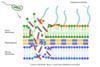 GRAPHICAL ABSTRACT