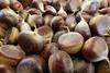 Low-Res_Harvested chestnuts