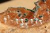 Blue_Mold_Penicillium_expansum_aspore_masses_on_apple_4461