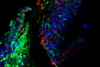 Low-Res_siRNA_IMG