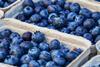 blueberries-3474854_1280