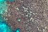 Low-Res_post bleaching