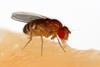 Drosophila_melanogaster_Proboscis