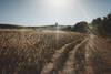 Pogonip_Lookout_Trail_in_grassland_1999