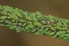 Aphids_on_Angelica_-_Flickr_-_S._Rae