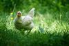 G._gallus_domesticus,_Neuss_(DE)_--_2023_--_0062