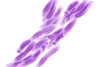 201708_Mycobacterium_tuberculosis.svg (2)