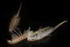 Artemia_salina_4