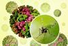 3D_renderings_of_and_Chikungunya_Virus_Capsids_and_an_Aedes_mosquito_photo_-_2