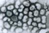 Influenza_A_-_late_passage