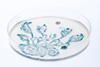 Wild_garden_of_the_gut_bacteria_6