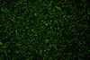 Legionella1