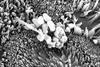 Propionibacterium_freudenreichii_CIRM-BIA_129