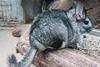 Chinchilla_lanigera_(Wroclaw_zoo)-2