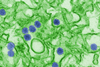 Zika_EM_CDC_20541