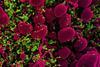 Novel_Coronavirus_SARS-CoV-2_(49919537436)