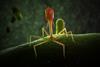 3DRender_Accurate_Phage