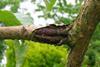 Bacterial canker on Cherry