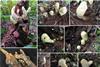 Low-Res_1940464_Figure_5_Compressed