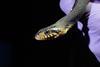 Low-Res_banded watersnake 1 PC taylor miller