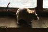 Rats_(116626671)